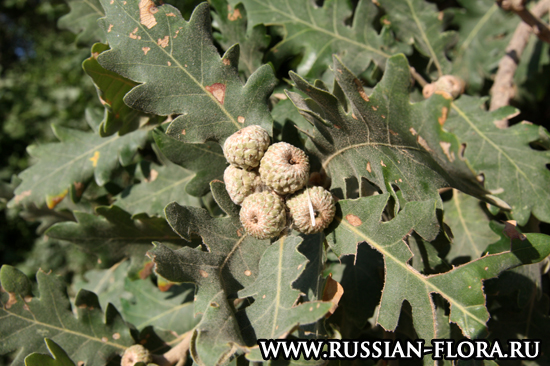 Дуб пушистый (Quercus pubescens)